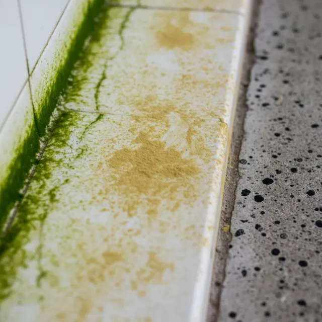 Close-up showing different types of pool algae: green, yellow, and black on surfaces