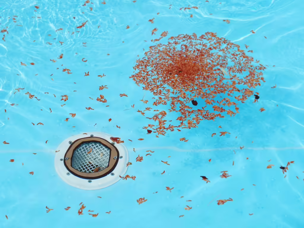 pool drain cleaning service